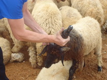 Betaeubung eine Schafes